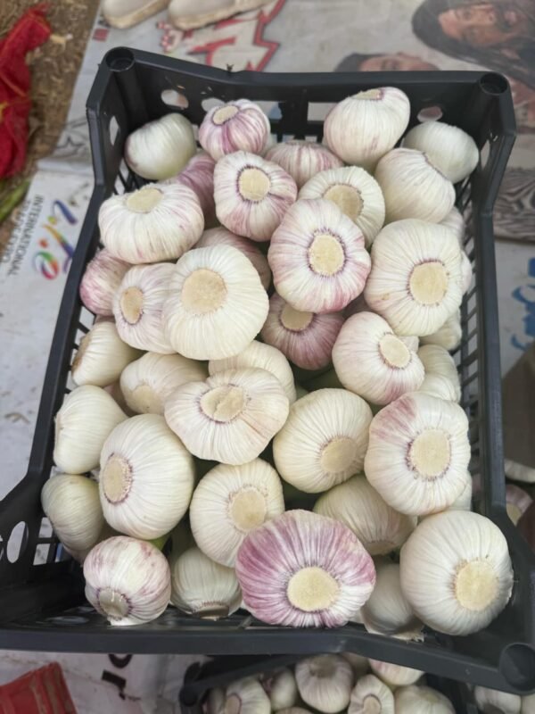 ثوم طازج